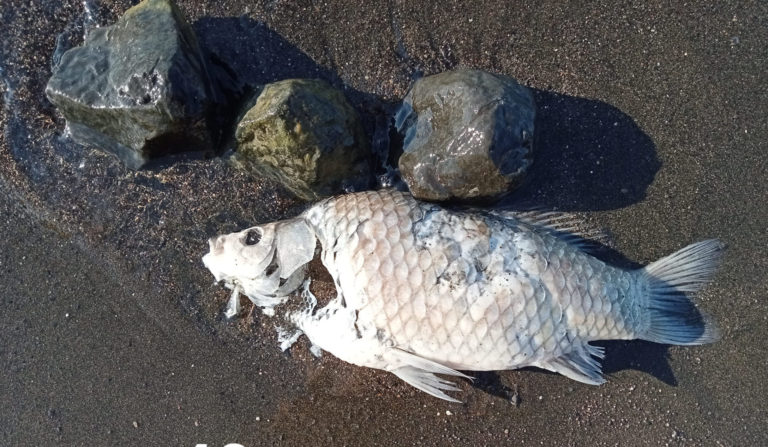 pesce 1