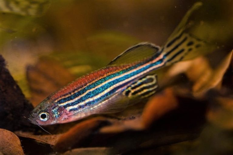 Pesce zebra