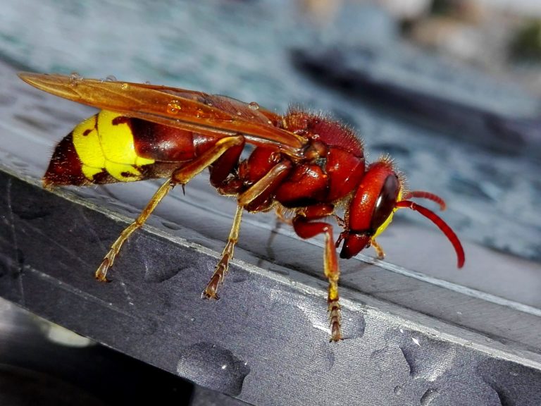 vespa orientalis