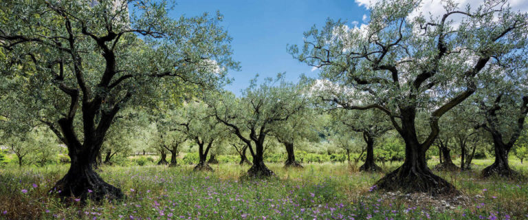 come-coltivare-un-ulivo