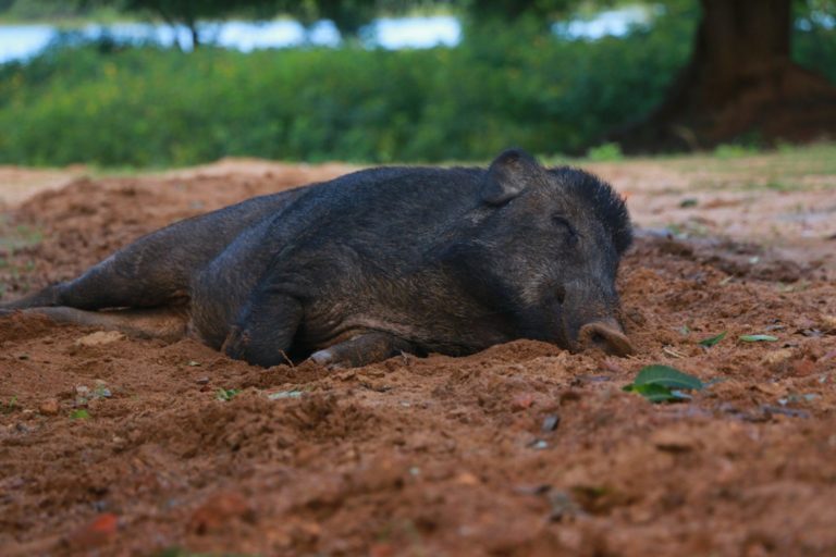 cinghiale abbattuto