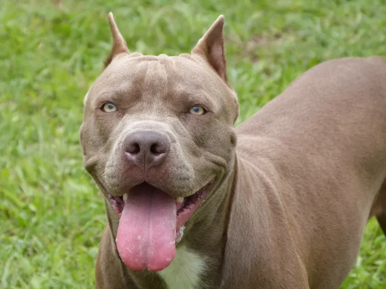pitbull