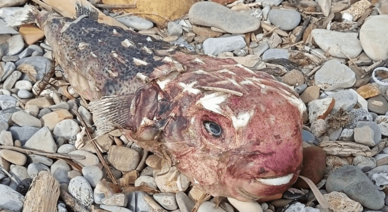 Pesce Alieno Santa Marinella