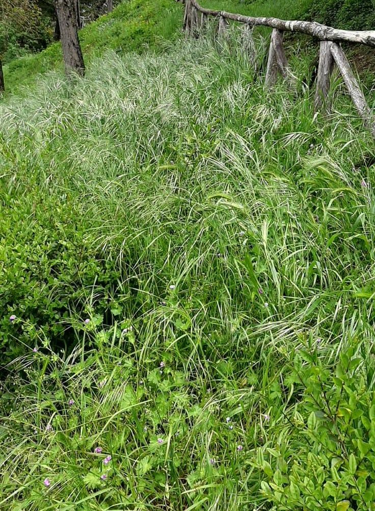 erba 1