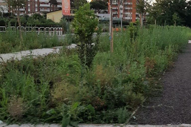 erba alta
