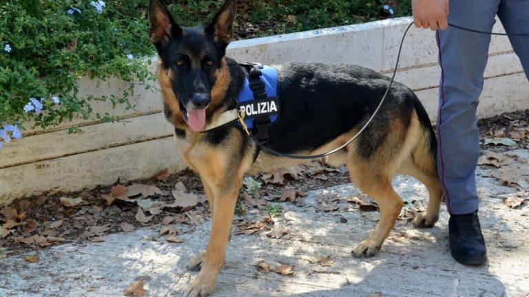 cane droga polizia-2