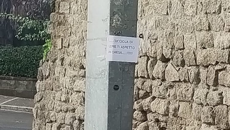 cucciola di lepre viterbo