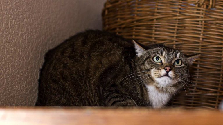 gatto maltrattato