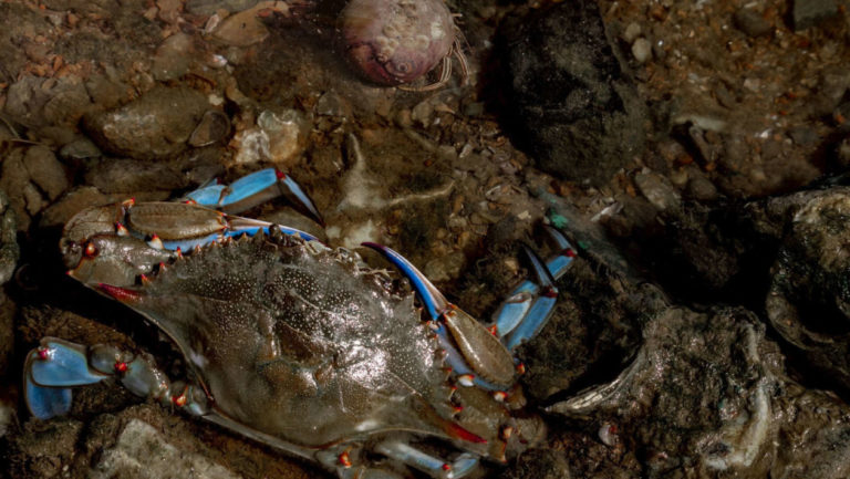 granchi-blu-1260x710