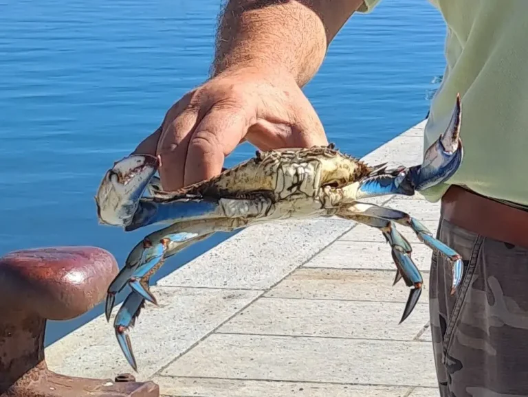 granchio-blu