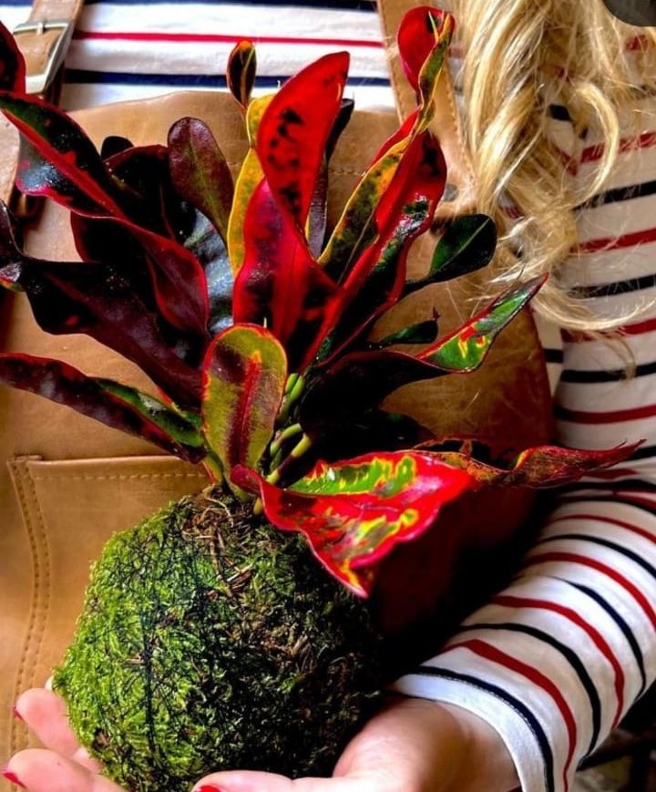 kokedama
