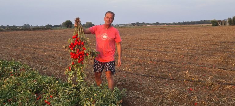 pomodori