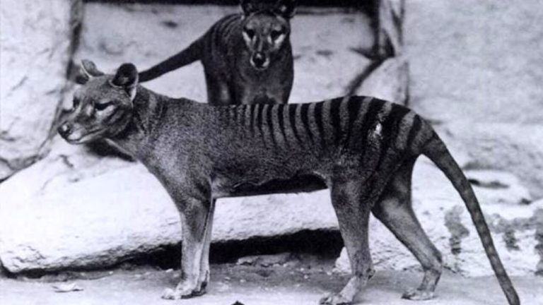 tigre della tasmania