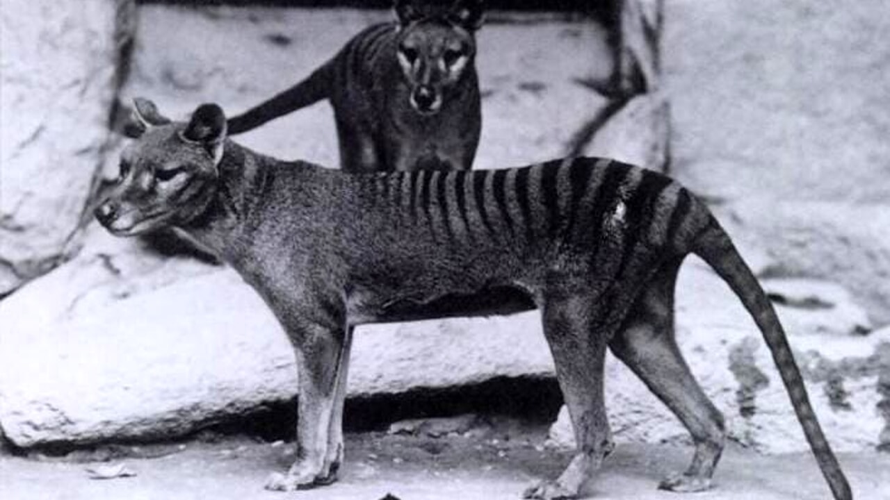 tigre della tasmania