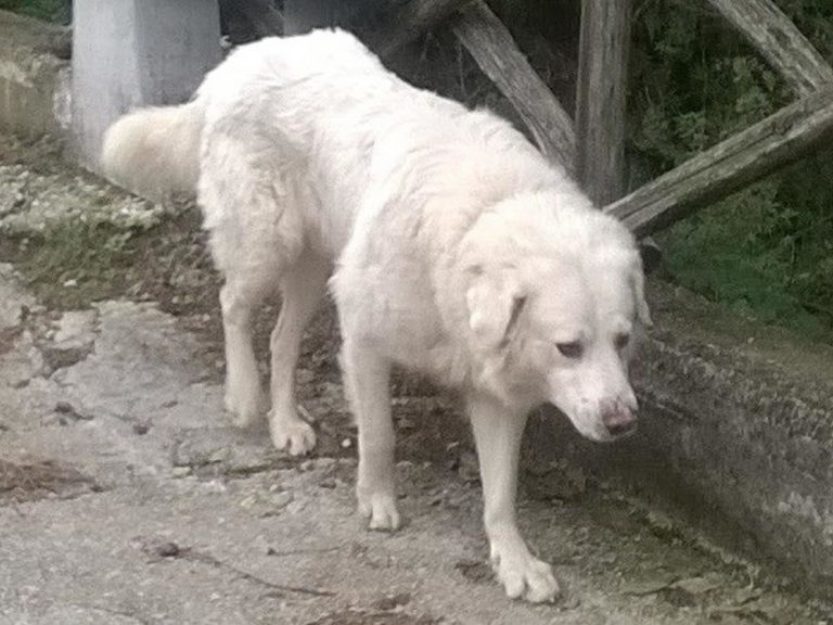 cane_pastore_maremmano