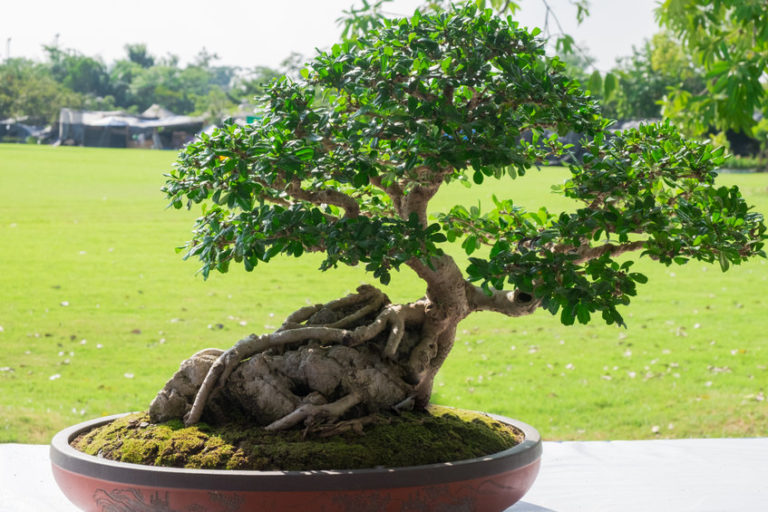 Banyan or ficus bonsai tree.