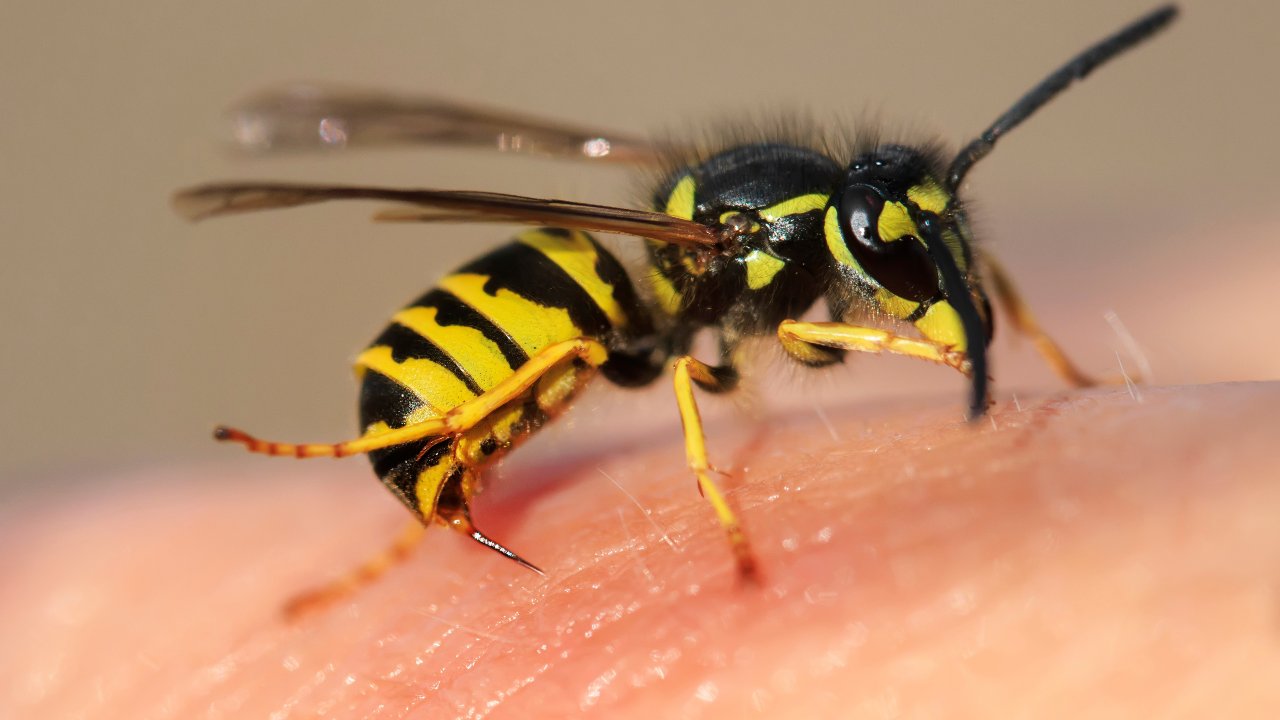 striped angry wasp stuck a sharp thorn in the human skin