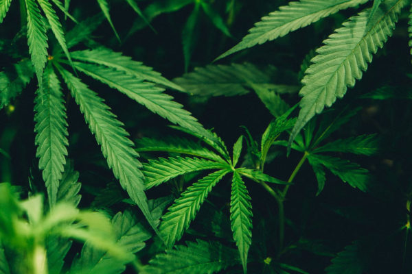 Cannabis light: una guida completa