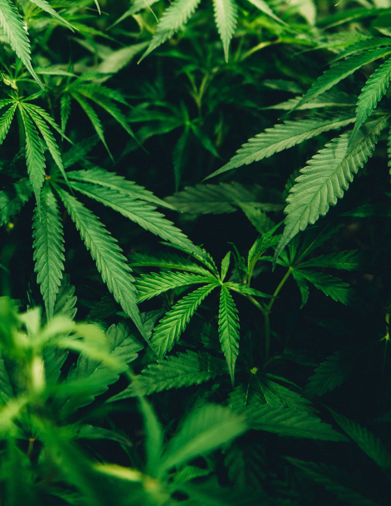 Cannabis light: una guida completa