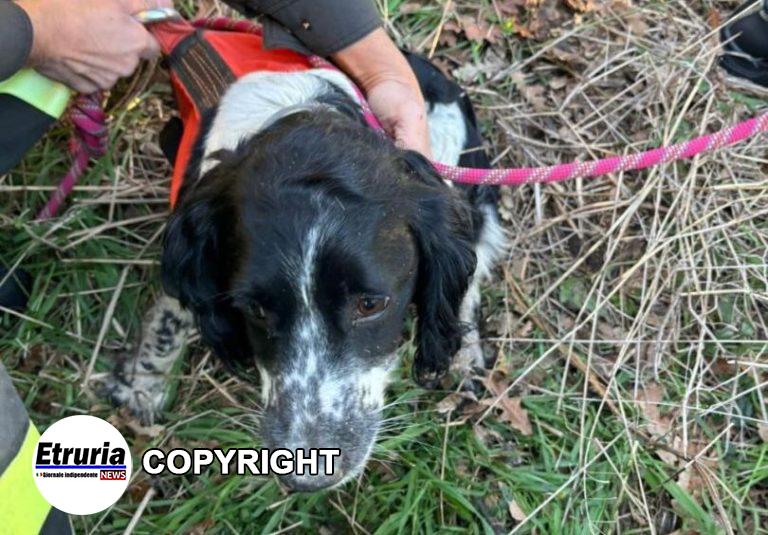 cane da caccia