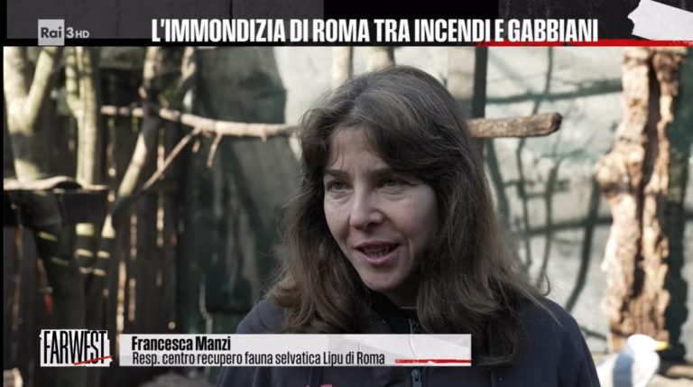 francesca manzi lipu roma