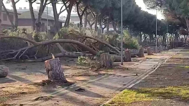 Tarquinia-alberi-tagliati