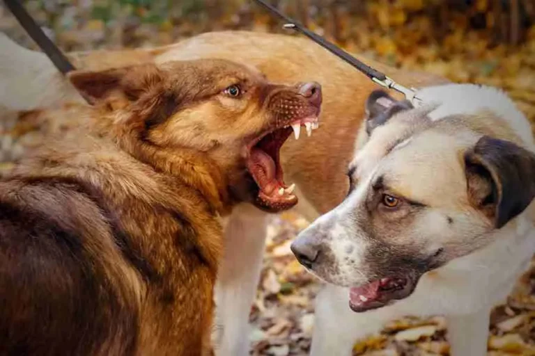 cane-aggressivo