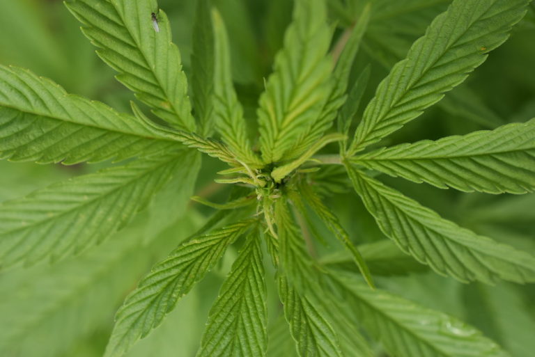 CBD e influenza: qual è la correlazione?