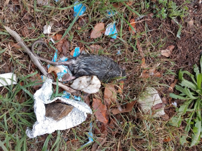 Topi morti avvelenati