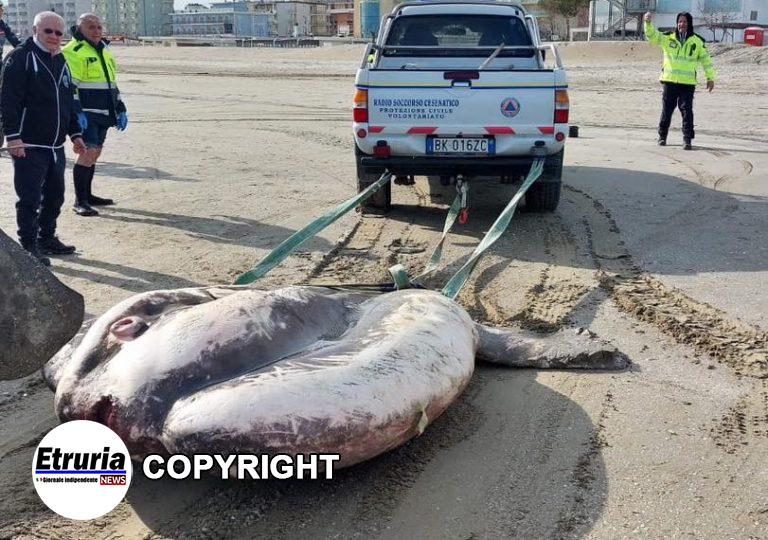 pesce luna cesenatico 2