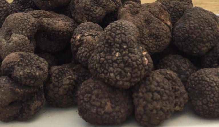 tartufi