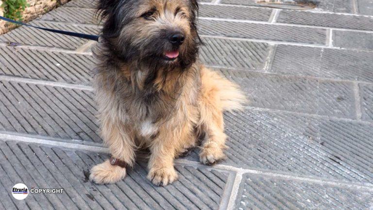 1 il cane Francesco, con Orologio e braccialetto in finte perle-2