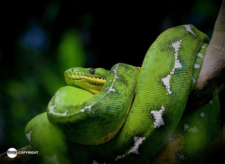 serpente