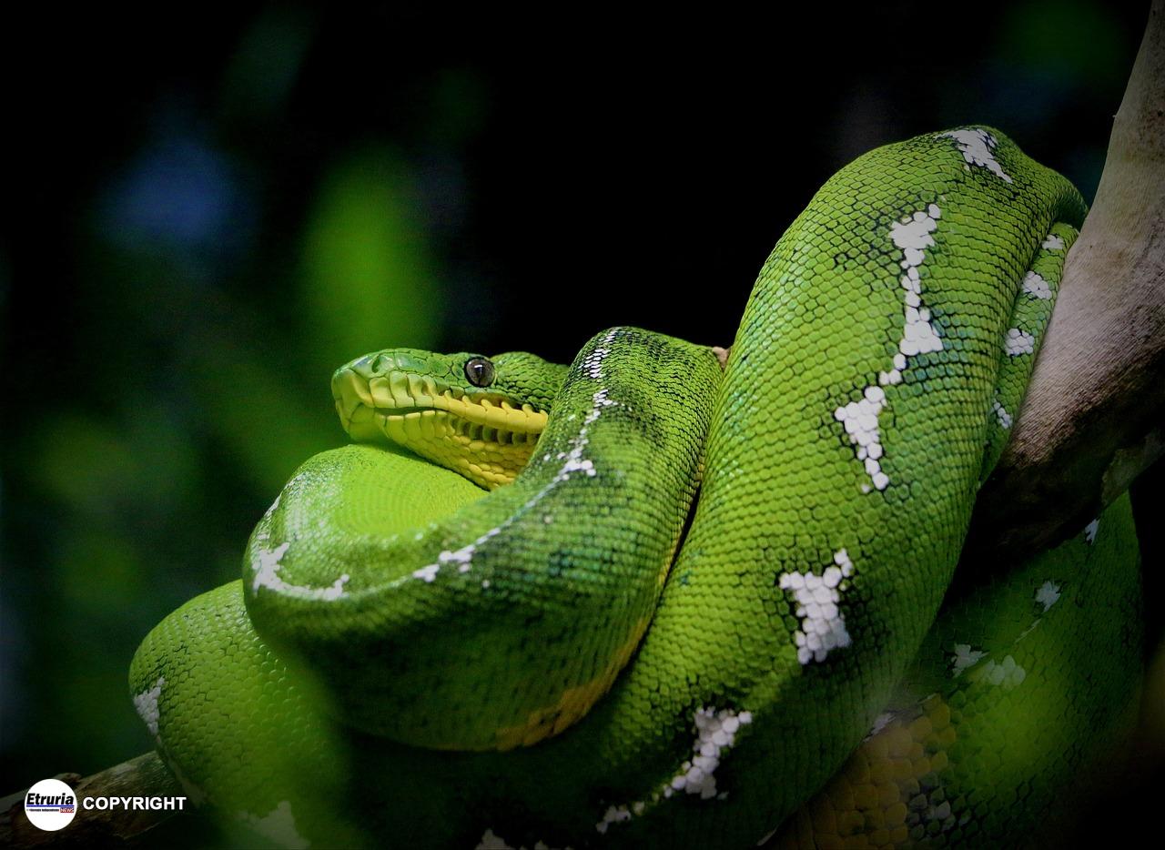 serpente