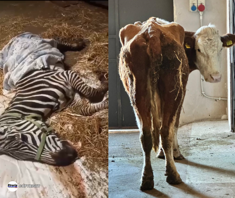 Animali casa iannotta