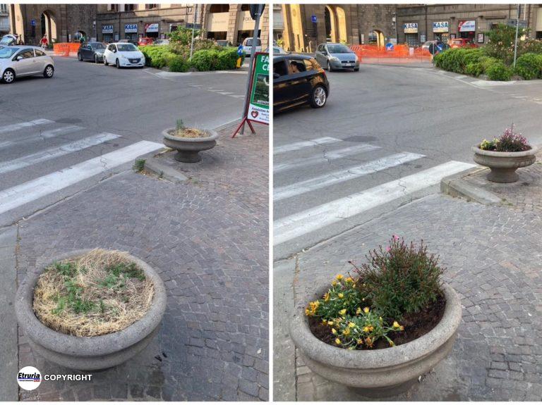 fiori piazza della rocca