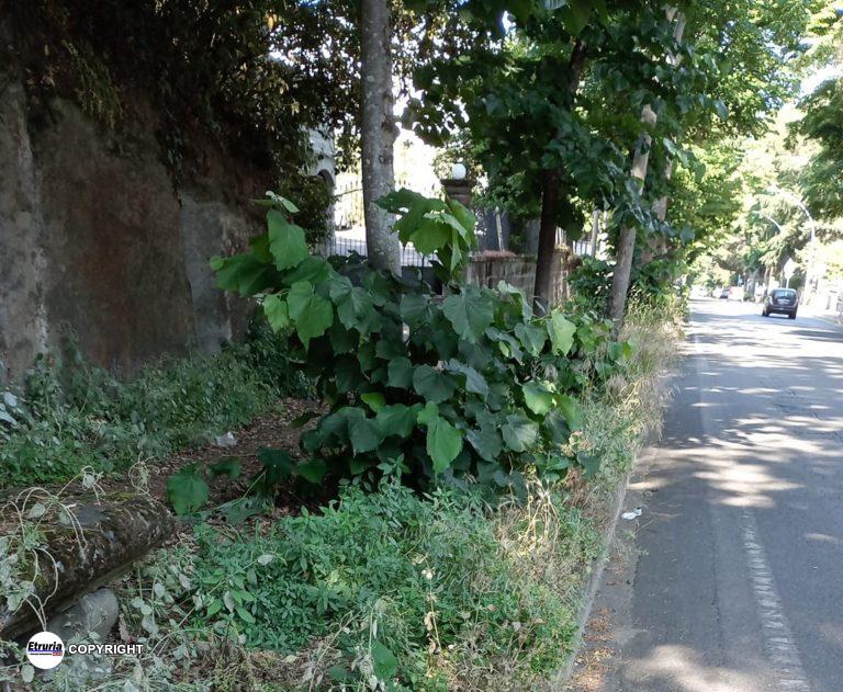 viale fiume 2