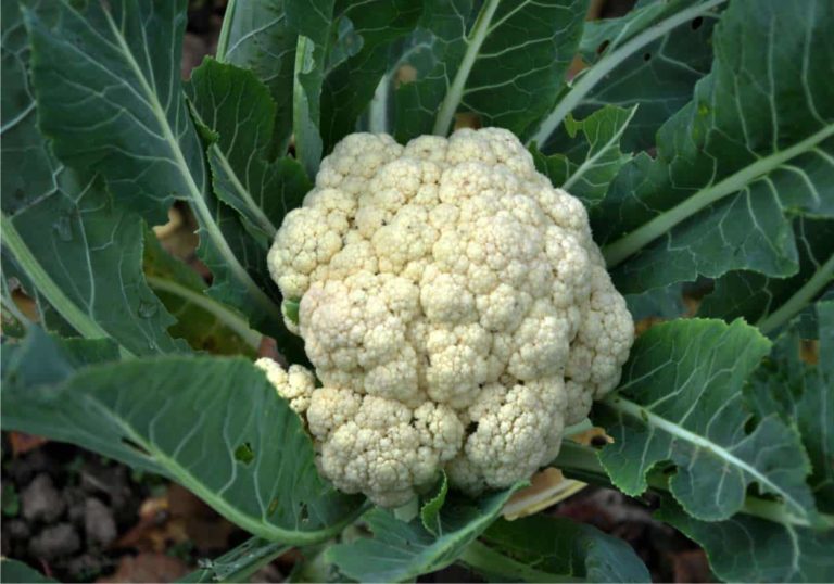 cavolfiore-1