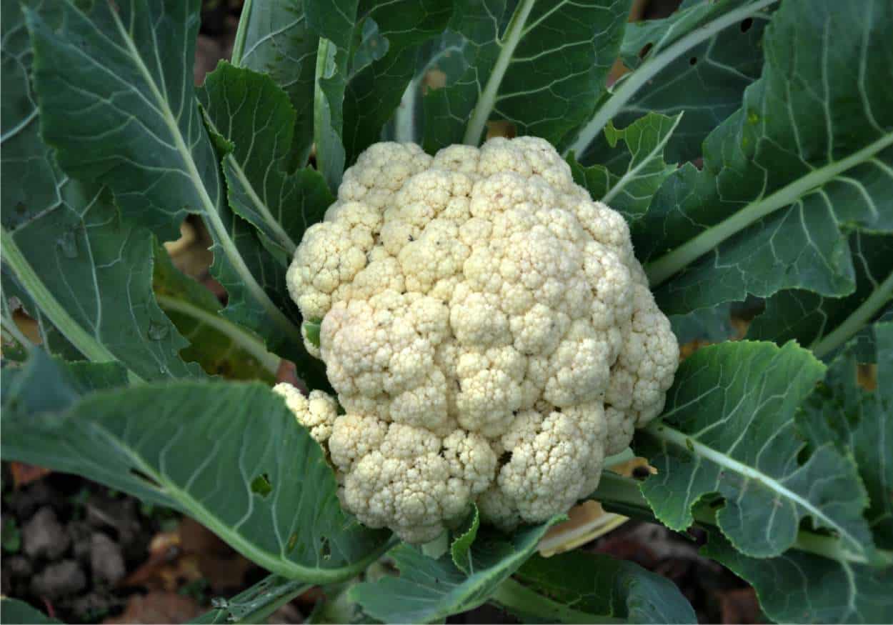 cavolfiore-1
