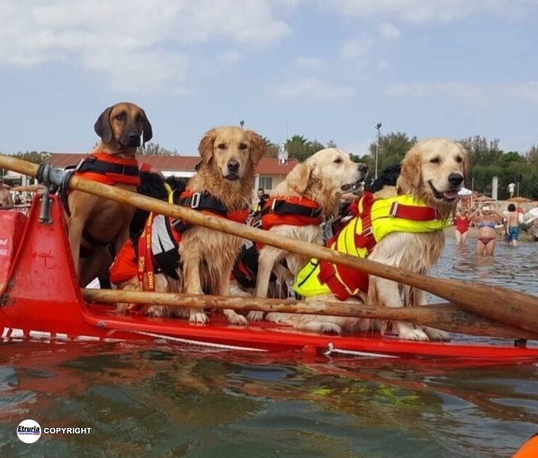 cani da salvataggio