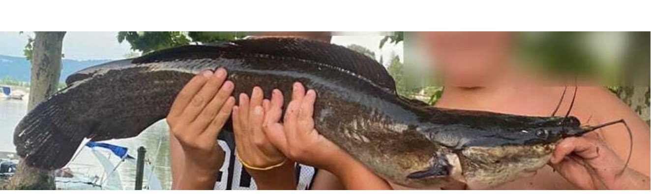 pesce-gatto