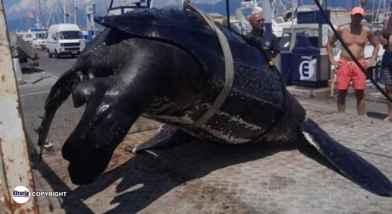 tartaruga versilia