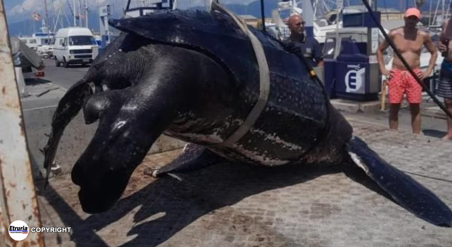 tartaruga versilia