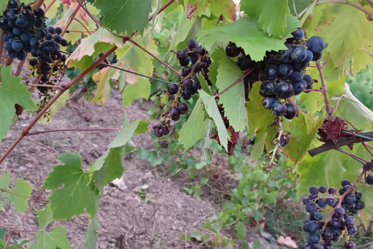 I danni provocati al raccolti di Cantine Buceci (1)