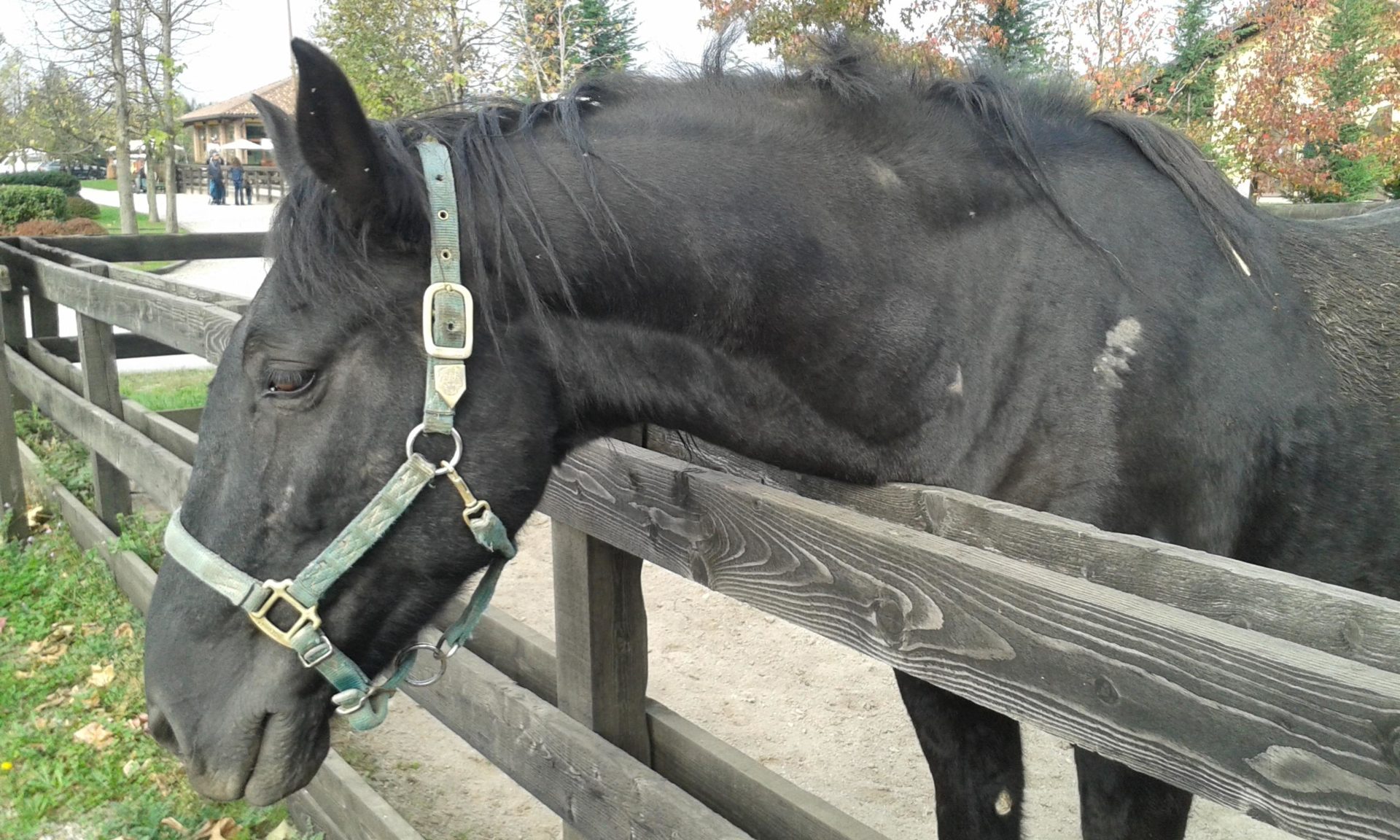 Un cavallo