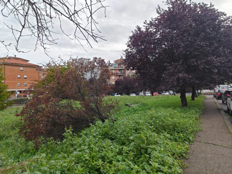 albero grotticella