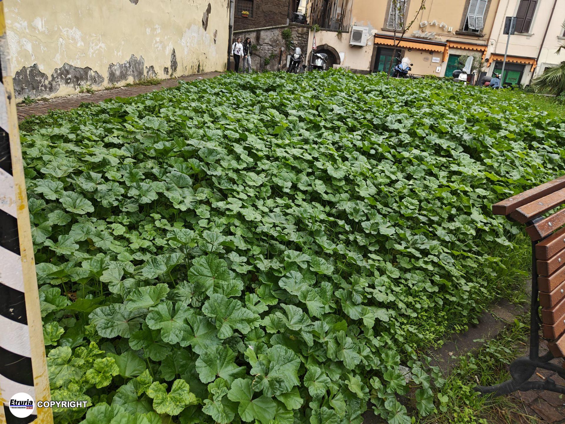 centro storico erba alta