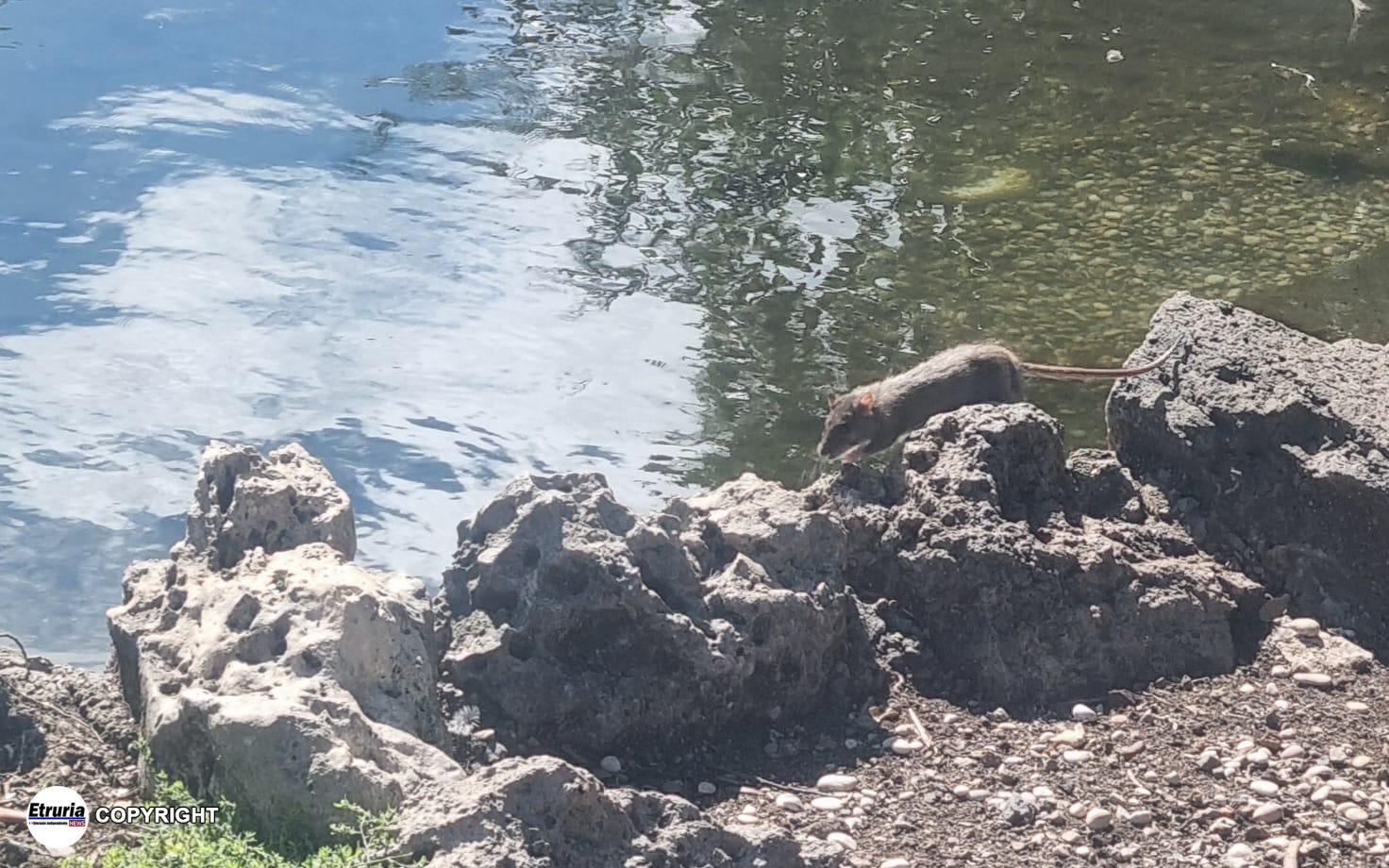 prato giardino sorche