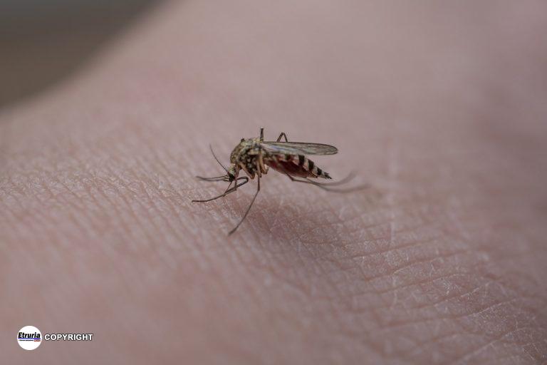 zanzara dengue