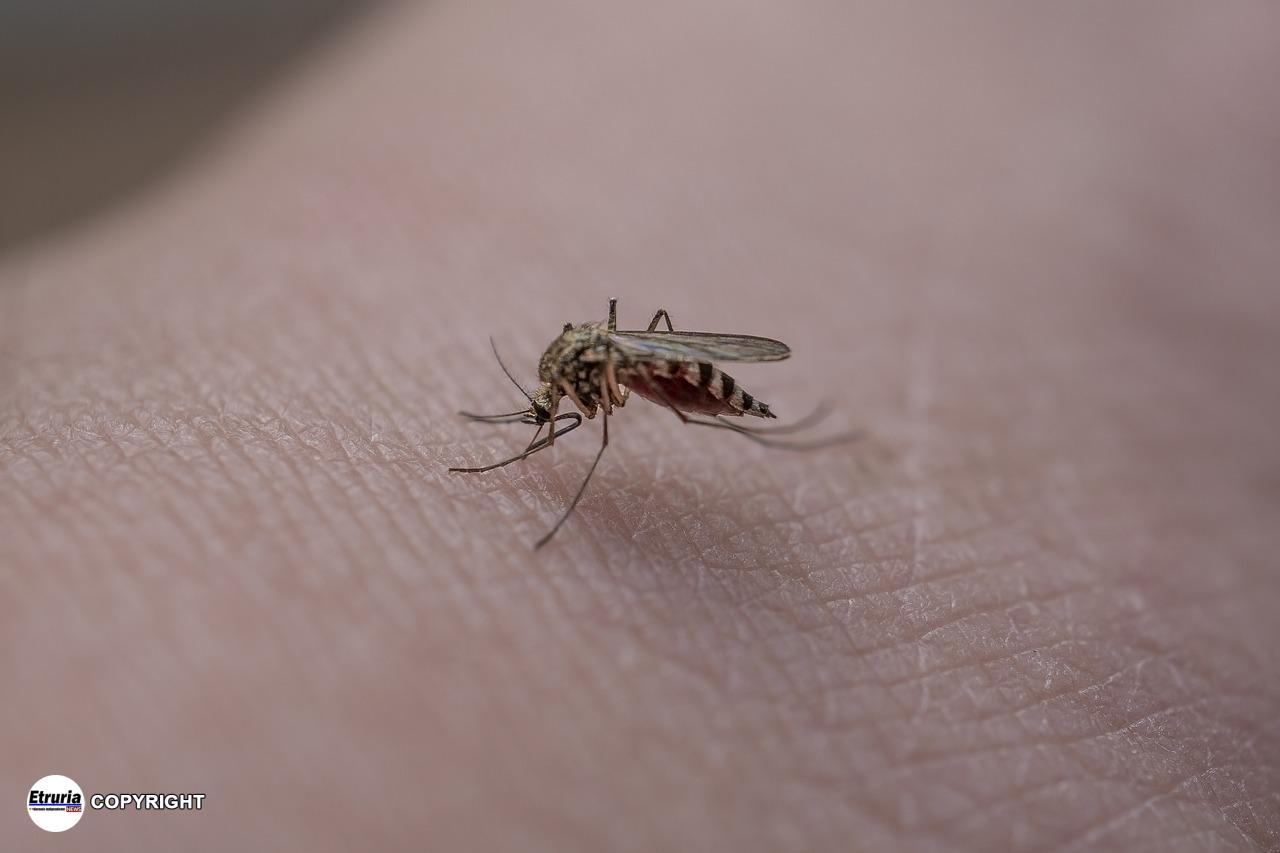 zanzara dengue
